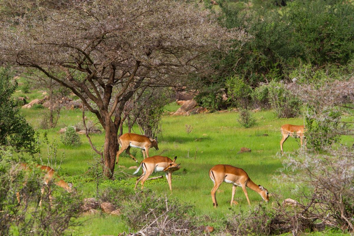 Elephant Bedroom Camp - Samburu Archers Post Bagian luar foto