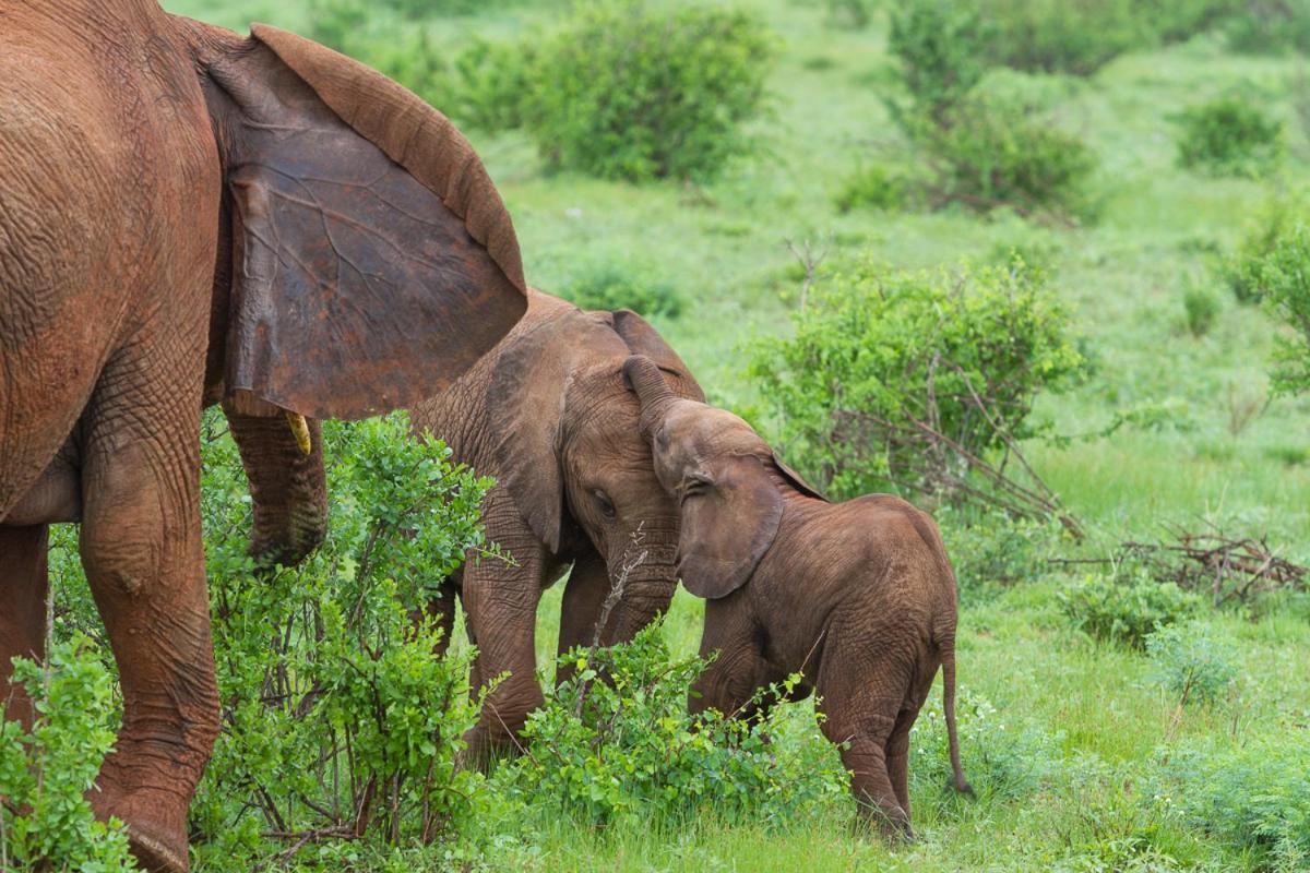 Elephant Bedroom Camp - Samburu Archers Post Bagian luar foto