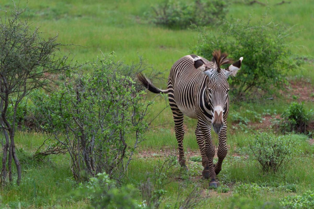 Elephant Bedroom Camp - Samburu Archers Post Bagian luar foto